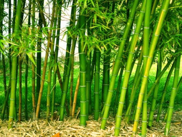 To be careful when planting bamboo ...