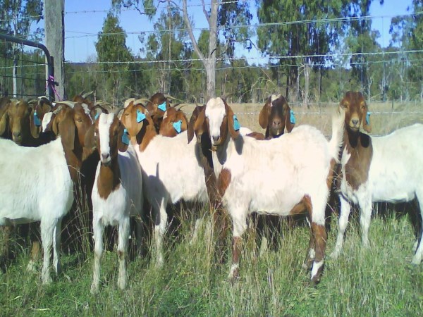 Some diseases affecting the goats and ways to control them ...