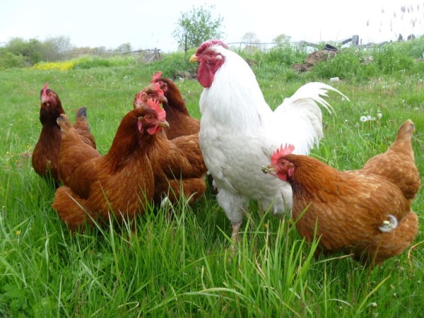 How to Better Breeding and Health Management for Country Chickens?