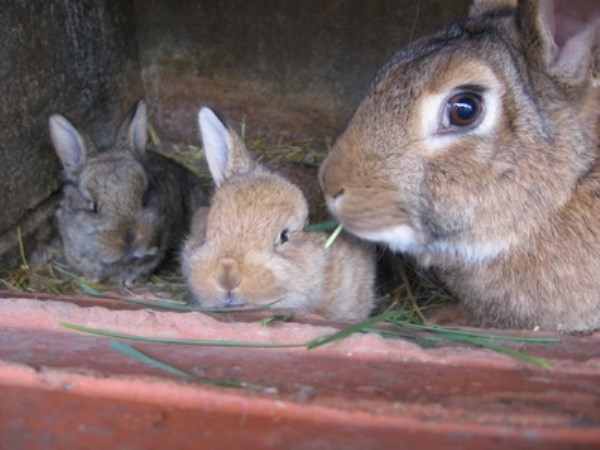 Here are the various developmental conditions of the rabbits separated from mothers ...