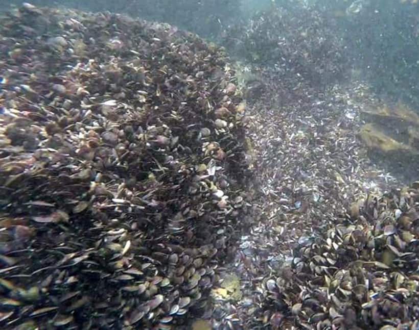 Vizhinjam dredging: Seabed turns graveyard for mussels
