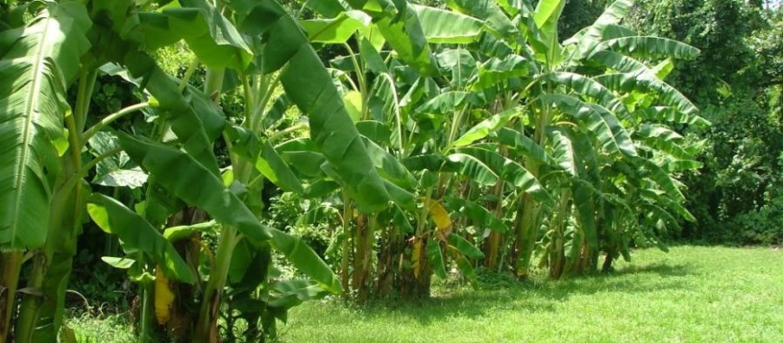 in the-10-month-old-banana-crops-intercropping-crop-kot