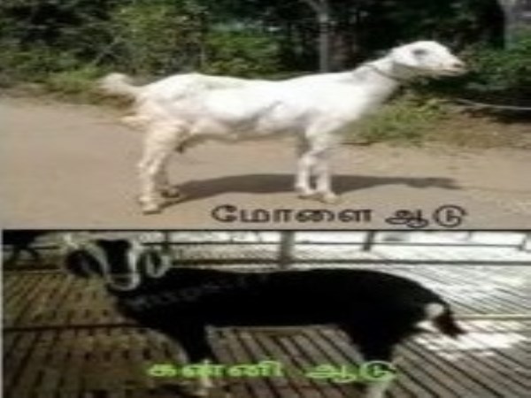 Some species of goat species and their uses in Tamil Nadu ...