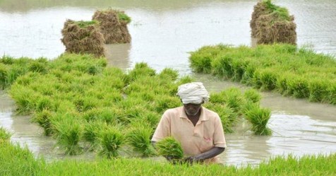 Techniques for kuruvai cultivation for high yields