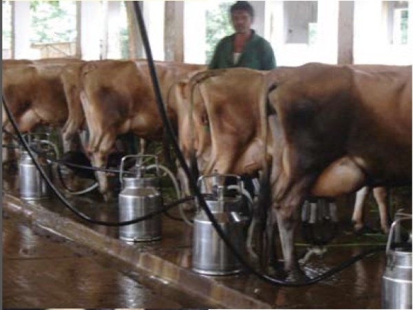 This machine used in milk stains is a lot of muscle ...