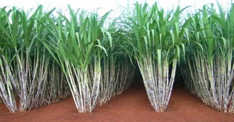 How to prepare a good natural fertilizer with sugar cane