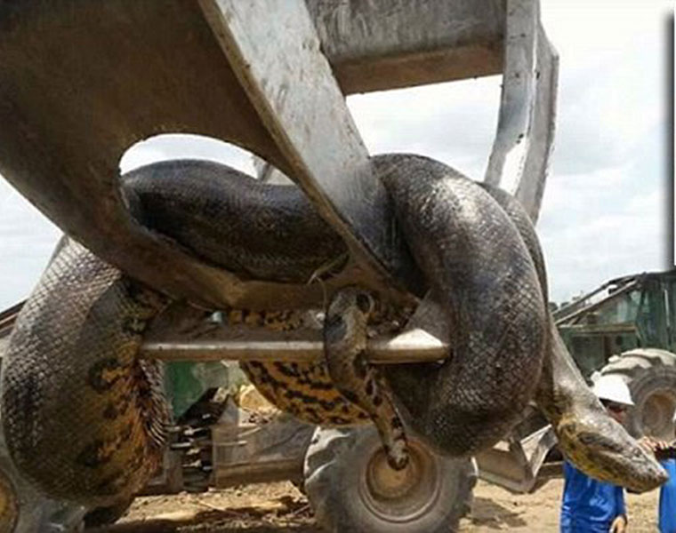 Giant Anaconda found in Brazil