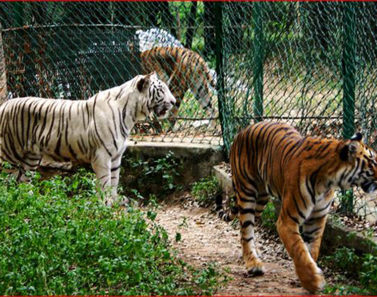 Coronavirus Effects Bannerghatta Park Shut Down