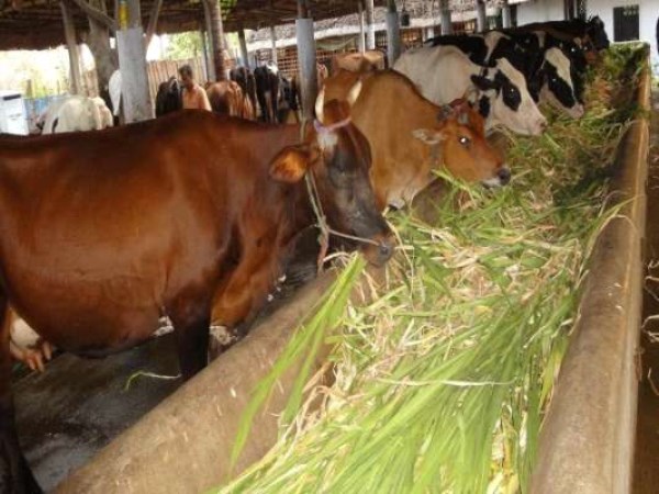 How much do you give the dough mixture to dairy cows?