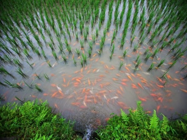 How to do fish farming with agriculture?