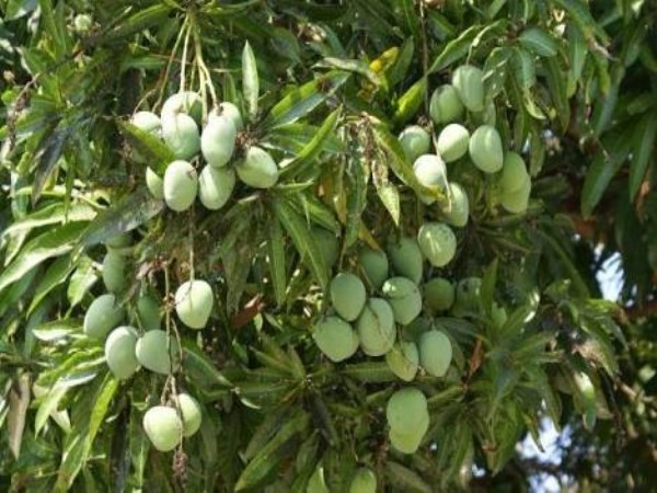 Here are the natural management methods to be carried out in the mango ...