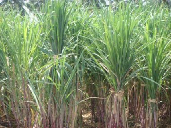 How to prepare compost fertilizer in sugar cane You can read this ...