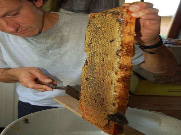 Do you know how to make honey? There is one such method ...