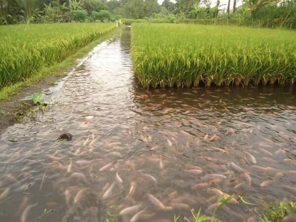 Do you know how many fish farms are in rice cultivation?