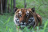 Poacher Sariska tigress Ranthambore to save dwindling big cat population for Rs 1.5 lakh