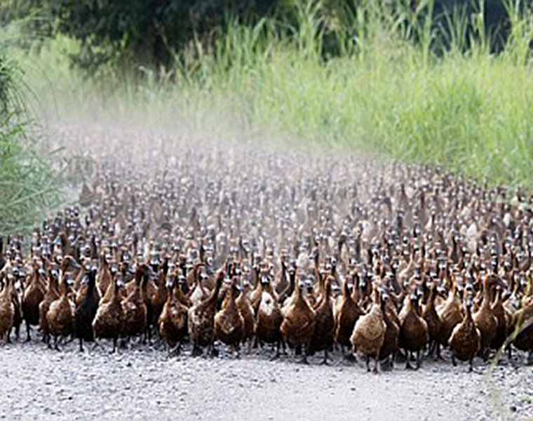 Russia Reports World's First Case Of Transmission Of Bird Flu To Humans