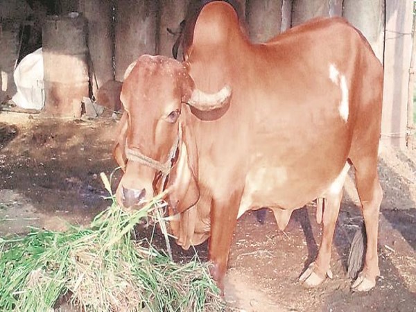 Types of Indian Native Cattle and their States ...