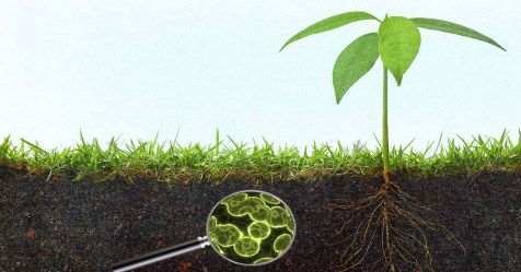 Why the root organism must do How to do Its benefits ...