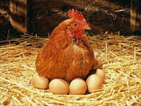 What are the ways to prevent the incubation of brooding eggs?