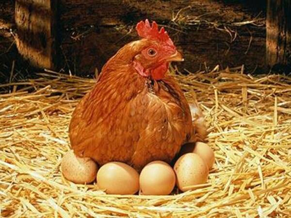 pakistan boy raped a hen