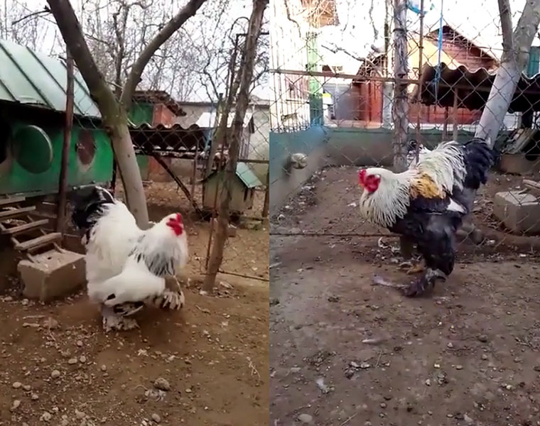 Chicken Gambling in Karatagi in Koppal District