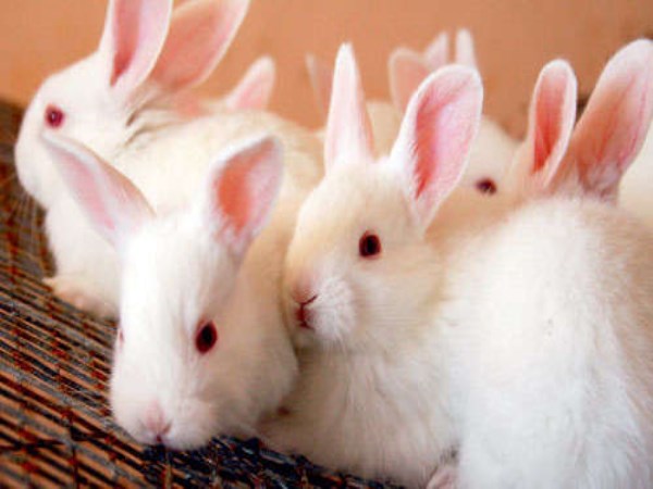 Here are the tests to confirm that rabbits have cinnamon ...