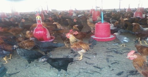 best of-poultry-farming-for-the-highest-income