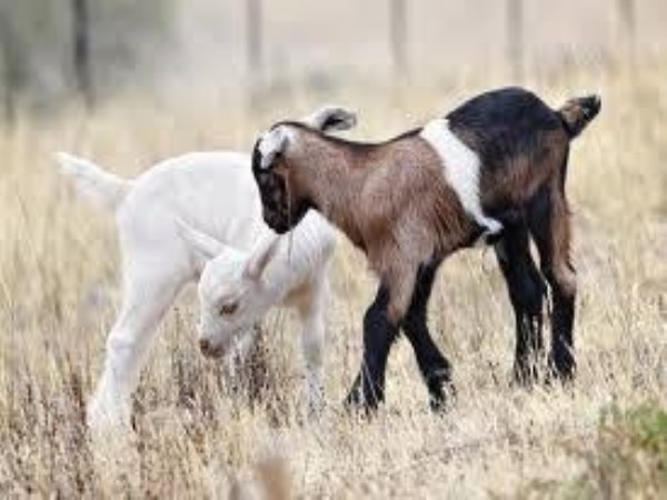 use must give these vitamins to the goats