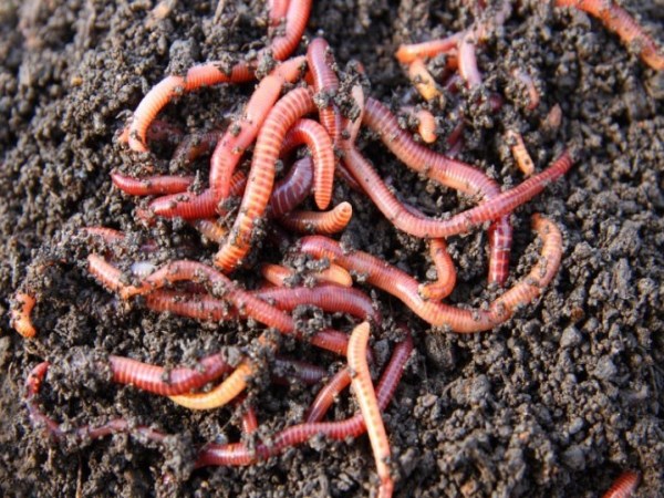 This time is best for producing vermicompost ...