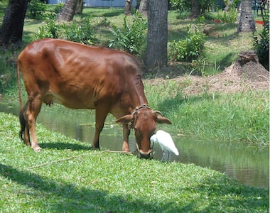 Asianet Image