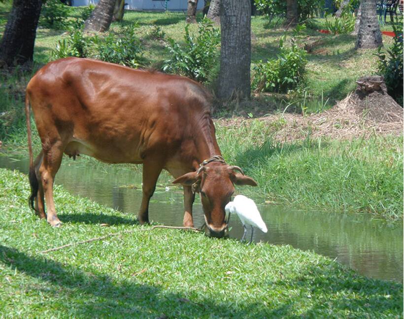 गौधन सिर्फ दूध ही नहीं पर्यावरण सुरक्षा के लिए भी बेहद जरुरी