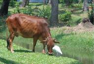 In Indian Tradition and Vedas Cows are saviour of Environment