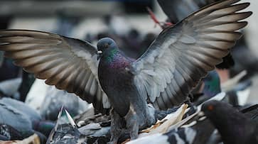 Pigeon menace Bengaluru Wildlife experts warn of poop hazards