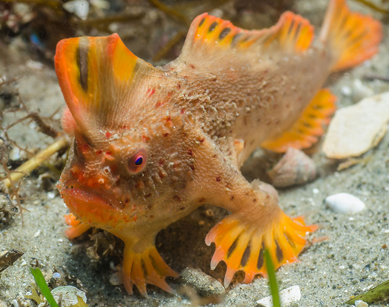 Rare Red Handfish Colony Discovered in Tasmania