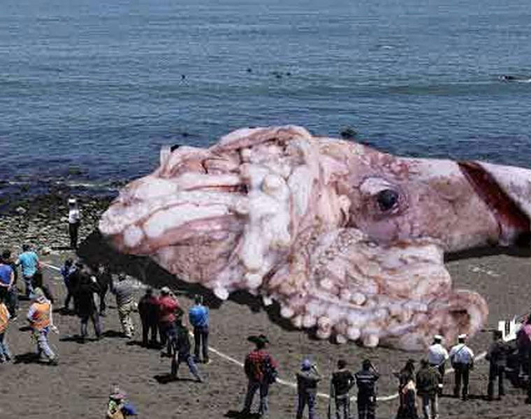 10 Mysterious Creature Spotted On Earth