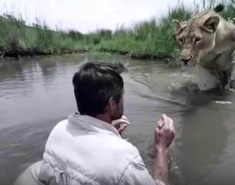 A Man Called The Lion Whisperer Greets His Friend In The Water