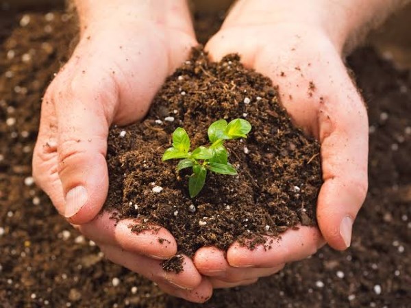 How to find your soil has growth