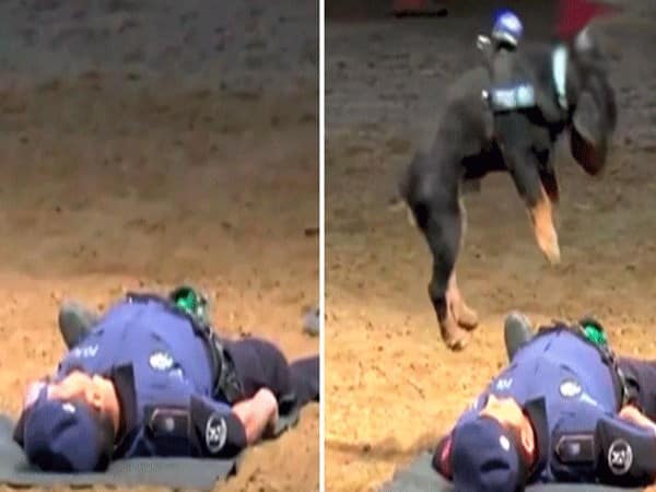 Police dog in Spain appears to perform CPR on partner