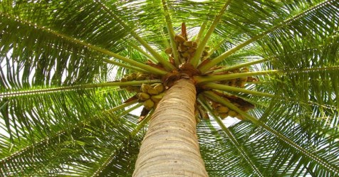 The problems we face in coconut tree cultivation