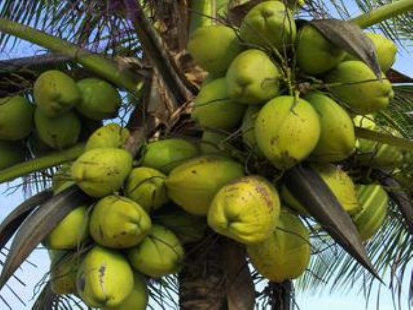 How does lime juice help the growth of coconut?