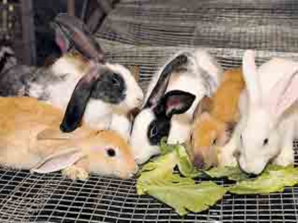 These are suitable species for rabbit breeding industry.