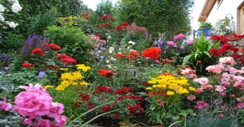 Mixed rose varieties from the first harvest to a paragraph ...