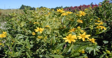 It is important not to sow demonic sesame, but when harvesting is important.