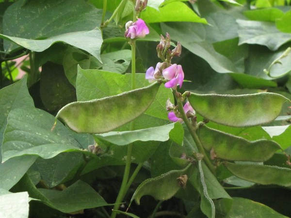 in house roof and bower we can grown beans That much easy ...