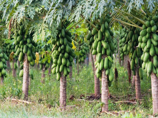 Papaya Cultivation How to Do With Drip Irrigation