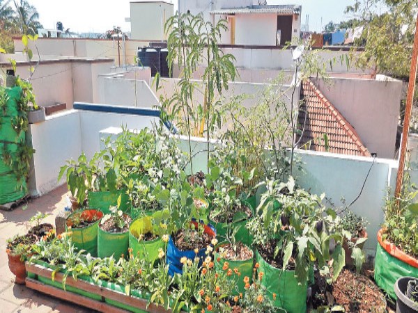 Have you heard about growing vegetables through roof garden?