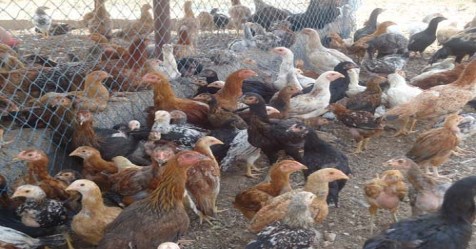 Here the  lowest cost maintenance methods to increase the productivity of chicken