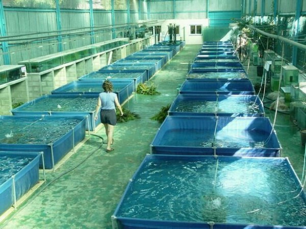 What qualifications do you need to set up a fish farm? Be aware of ...