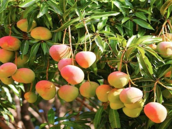 If you follow these safety measures you can see a high yield on mango trees ...