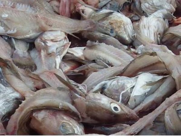 How to Prepare a Fish Acid? What are its benefits?